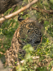 Fototapeta na wymiar Leopard cub hiding in dense foliage - Kruger Park