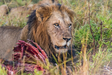 male lion with zebra carcass