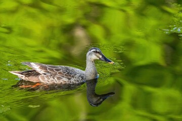 Obraz premium 新緑映す水面をのんびり泳ぐカルガモ成鳥