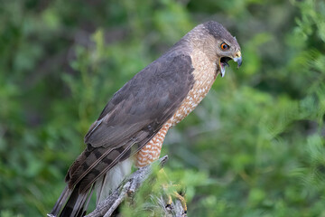 Cooper's Hawk in Hutchinson County Texas