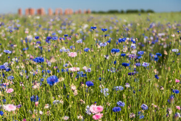 Ruins of an old building that looks like Stonehenge and multicolored (blue, purple, pink, white and other) cornflower flowers (Centaurea cyanus) field in sunny summer day, Smiltene, Latvia.