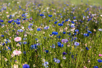 Multicolored (blue, purple, pink, white and other) cornflower flowers (Centaurea cyanus) field in sunny summer day, Smiltene, Latvia.