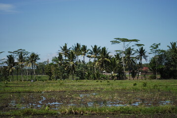 Fototapeta na wymiar the view of the rice fields is so beautiful