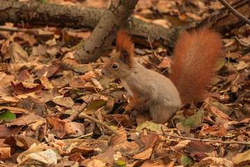 fluffy squirrel sits among the leaves on the background of the autumn forest close-up