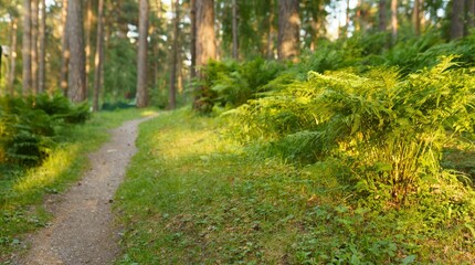 Obraz premium Fern in the park