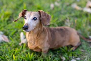 Dachshund dog sit on the grass