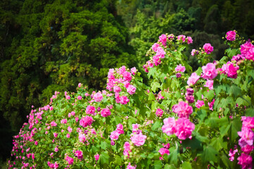 芙蓉の花の植え込み	