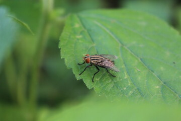 flies or in scientific language Diptera stop on the leaves