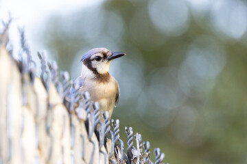 Blue jay (Cyanocitta cristata) on a chain link fence in Sarasota, Florida