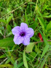 flower Ruellia tuberosa or Pletekan is a blue or purple shrub that has dry seeds that pop when exposed to water. (Close up and selective focus image )
