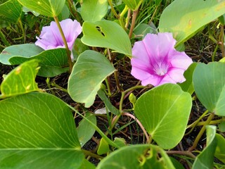 Obraz premium Closeup Plant Ipomoea pes-caprae, also known as bayhops, bay-hops, beach morning glory or goat's foot, is a common pantropical creeping vine