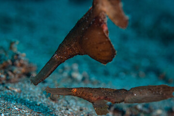 Pipe fish near the bottom of the bay 