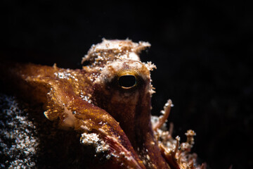 An octopus hiding in a shell 