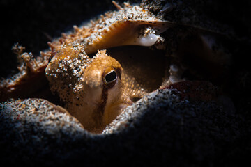 close up of an octopus