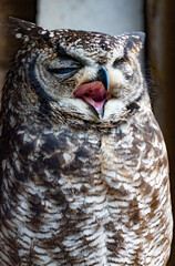 Eagle owl