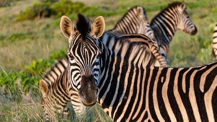 Fototapeta premium Zebras