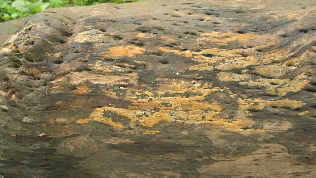 Yellow fungus, perenniporia tenuis, mudhrooms grown on cut tree trunk. West Bengal, India. Slow motion footage. Perenniporia is polypores fungus, in the family Polyporaceae.