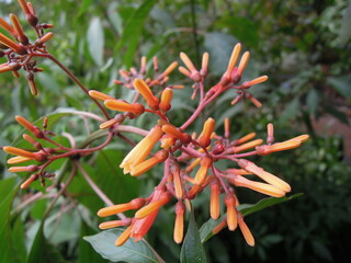 Visit to the botanic garden of Bogotá and the butterfly garden