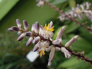 Visit to the botanic garden of Bogotá and the butterfly garden