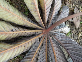 Visit to the botanic garden of Bogotá and the butterfly garden
