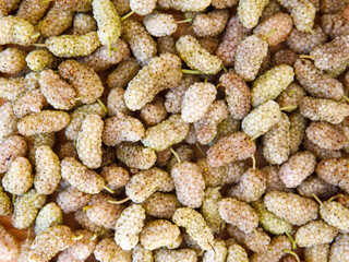 Fresh white mulberry full frame background. (Morus alba) Top view close-up. Summer organic fruits. Mulberry background