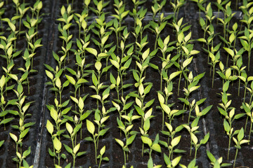 Small saplings of various species that farmers grow for planting and propagating them to grow to produce produce and food for consumption and to be sold in the fresh vegetable market.