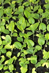 Small saplings of various species that farmers grow for planting and propagating them to grow to produce produce and food for consumption and to be sold in the fresh vegetable market.