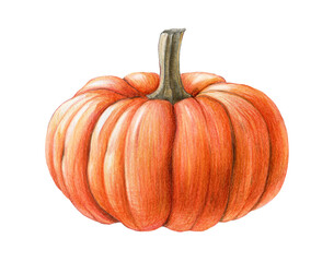 Orange pumpkin hand drawn illustration. Ripe raw organic vegetable. Big orange pumpkin single element. White background