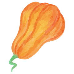 Pumpkin in watercolor style, vector illustration drawn by hand
