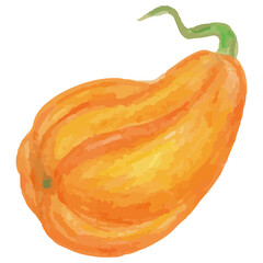 Pumpkin in watercolor style, vector illustration drawn by hand
