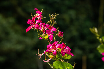 A pink blooming bauhinia flower