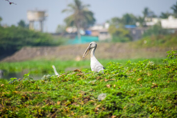 Asian openbill or openbill stork resting near the lake. Large wading bird.