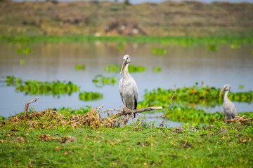 Asian openbill or openbill stork resting near the lake. Large wading bird.