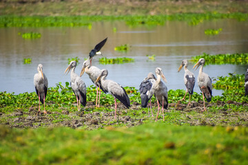 Flock of Asian openbill or Openbill storks near the lake. Wading bird group.