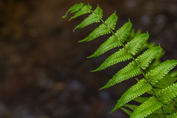 Fresh green fern leaves