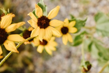 yellow flowers in the garden