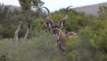 Kudu
