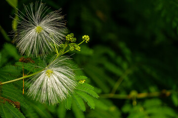 Mimosa family plant in bloom in the form of a ball with white hair