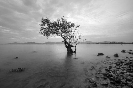Long exposure of Tree in the sea in black and white image