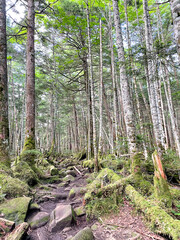 八ヶ岳　にゅうまでの登山道