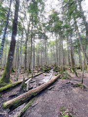 八ヶ岳　にゅうまでの登山道