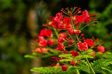 Pride of barbados plant blooming in red