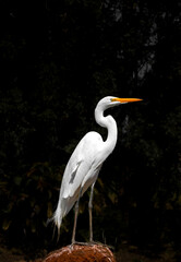 Fototapeta premium Heron White