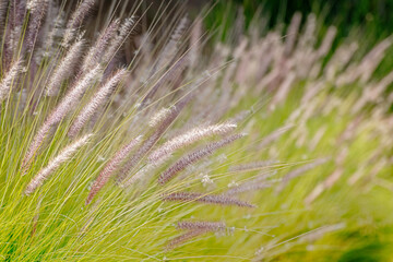 Close up of Fountain grass at Lake Hollywood in Los Angeles, CA.