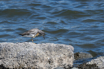 Gray-tailed tattler scratching itself on the rock