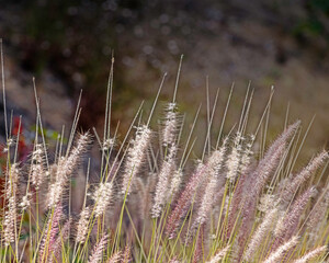 Close up of Fountain grass at Lake Hollywood in Los Angeles, CA.