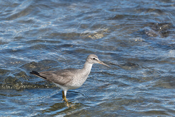 Gray-tailed tattler on the shore
