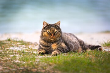 Cuty big cats lies on street.