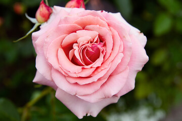 Beautiful pink rose growing in a garden; Garden rose blooming in the summer