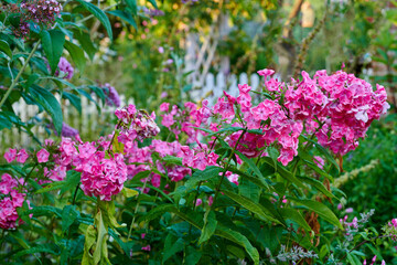 Beautiful, bright and pink flowers growing in a backyard garden in summer. Pretty flowering phlox plant flourishing and blooming in a park. Flora and plants blossoming for a nature background